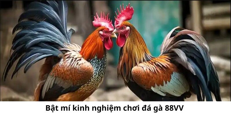 bat-mi-cach-choi-da-ga-88vv