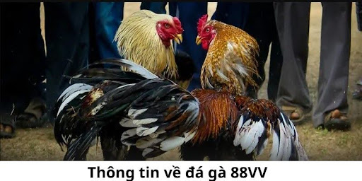 thong-tin-ve-da-ga-88vv